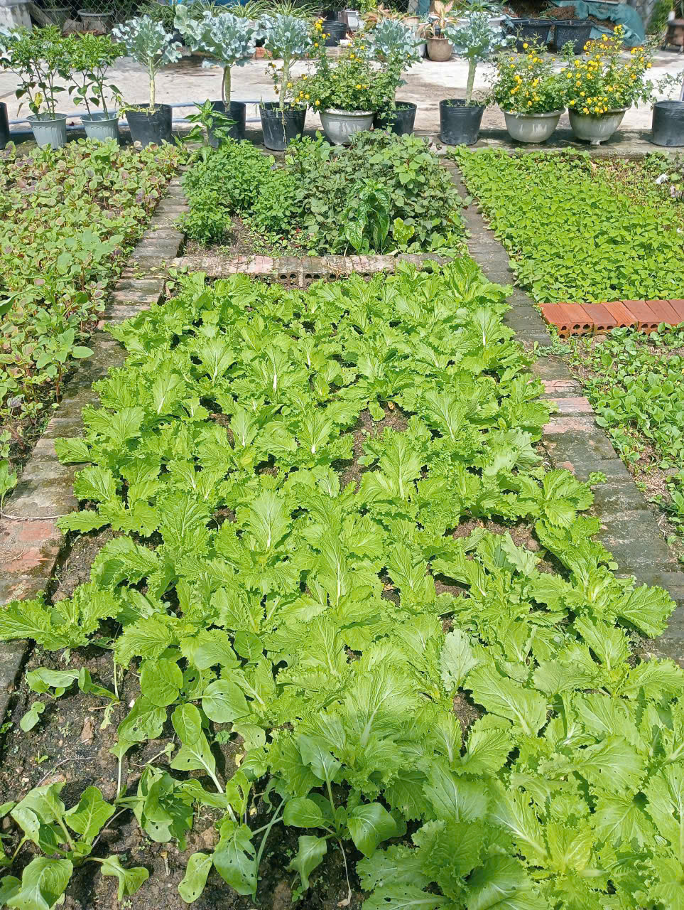 Rổ rau xanh tươi mới thu hoạch từ vườn nhà cô Hai