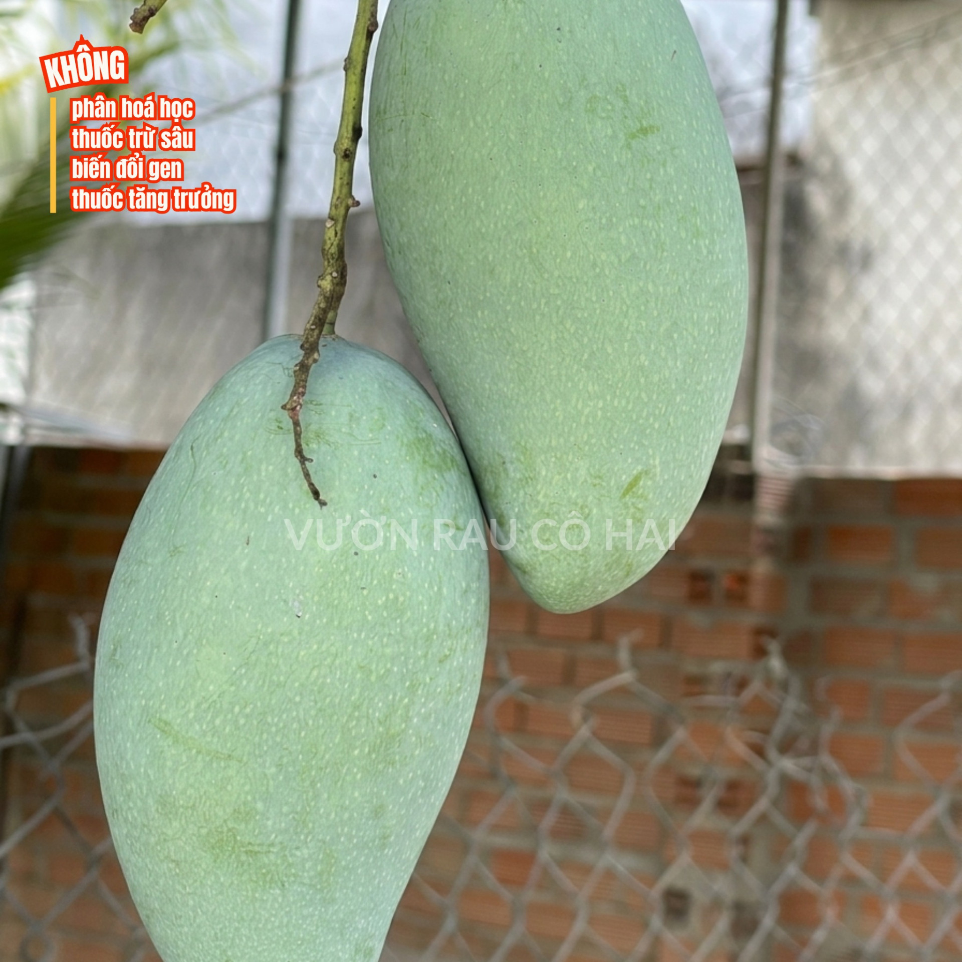 Xoài Thái xanh tươi và giòn